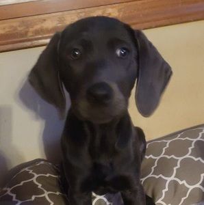 Meet your Posher, Nikki